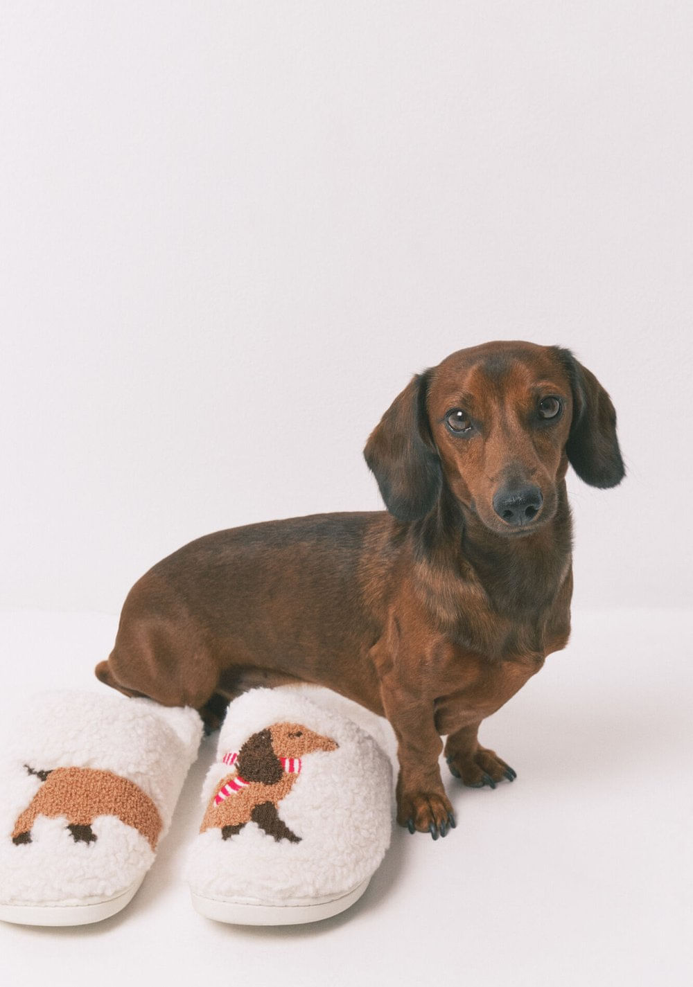 Pantuflas Borreguito Perrito Women Secret